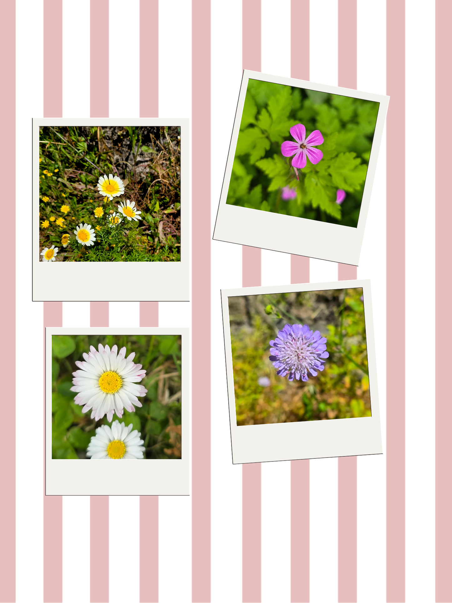 In Bloom Sticker Sheet