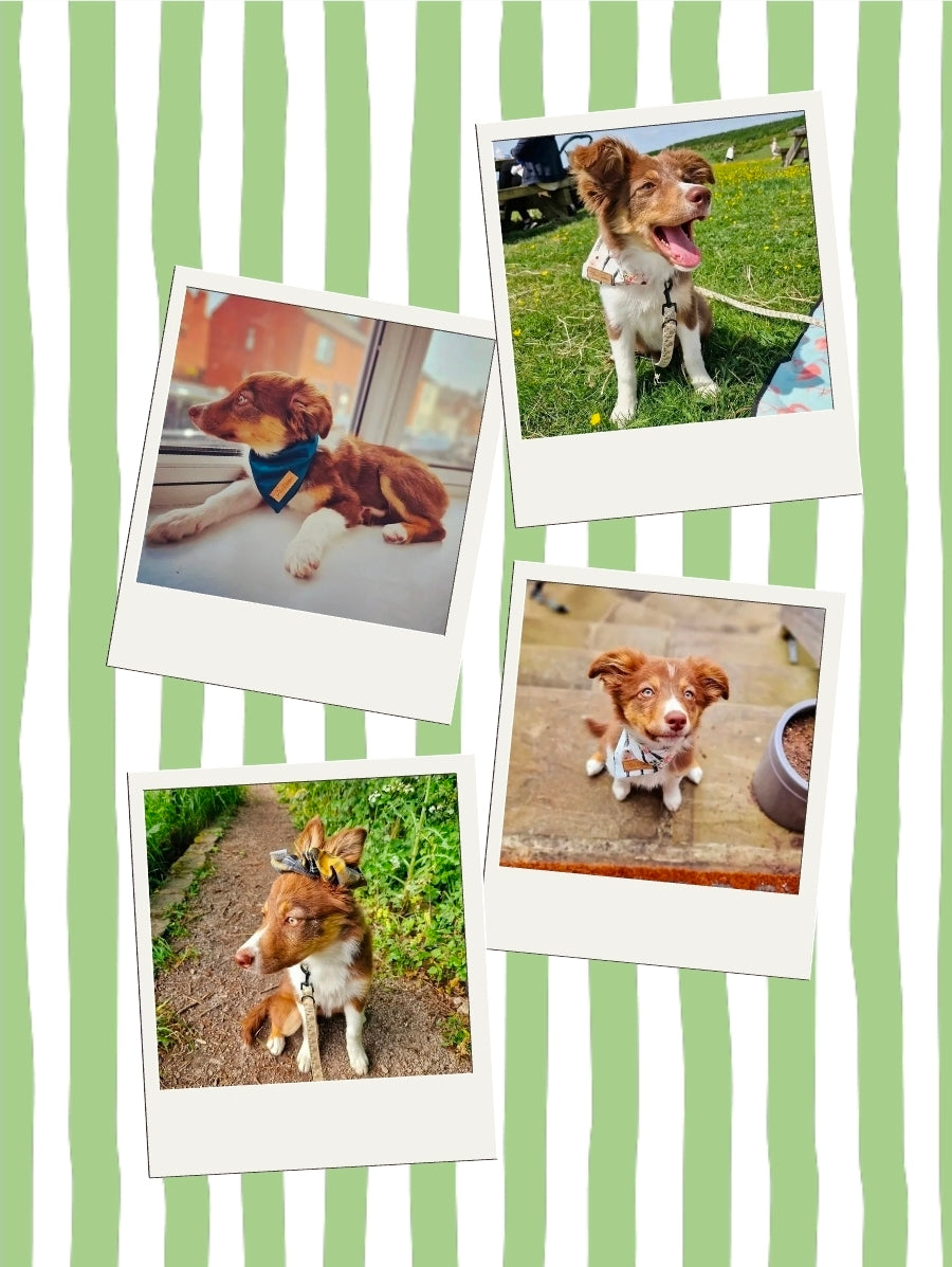 Personalised Pet Sticker sheet